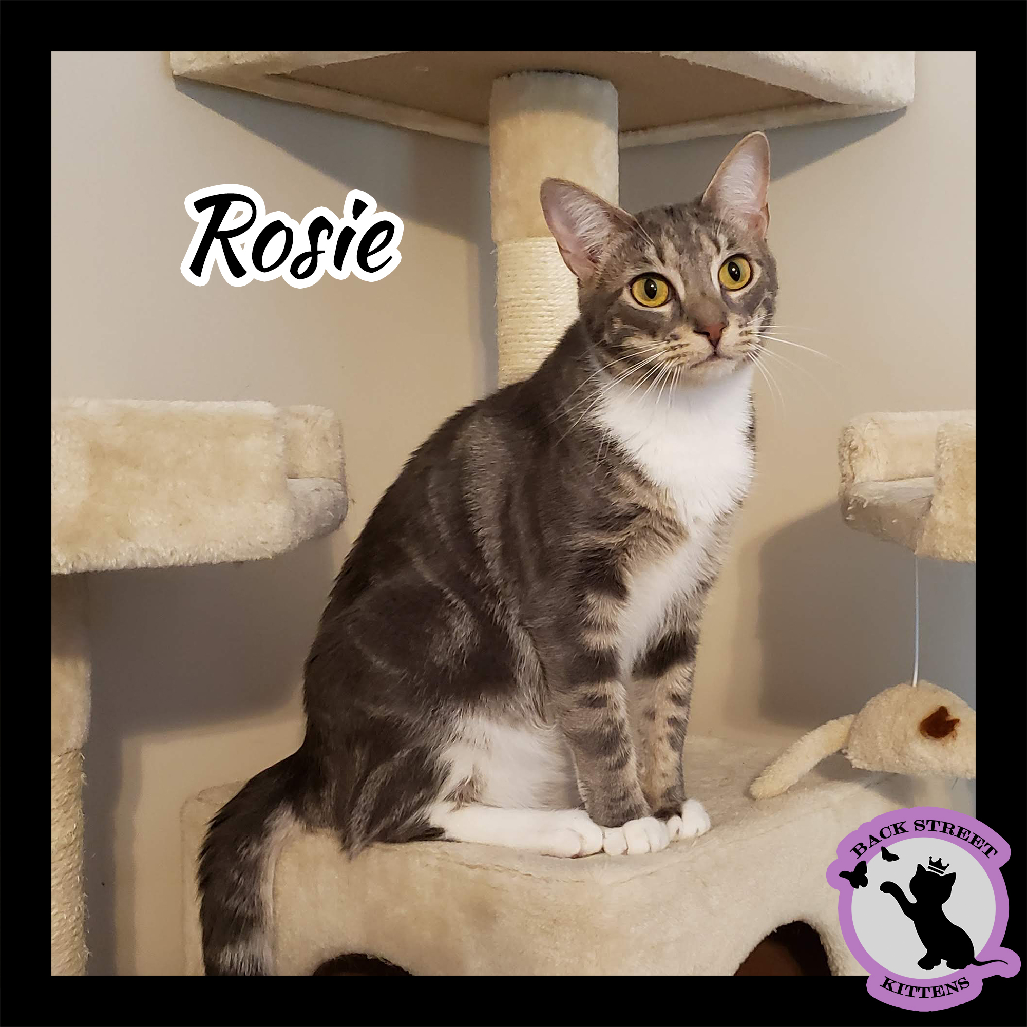 Rosie, an adoptable Domestic Short Hair in Dacula, GA, 30019 | Photo Image 1
