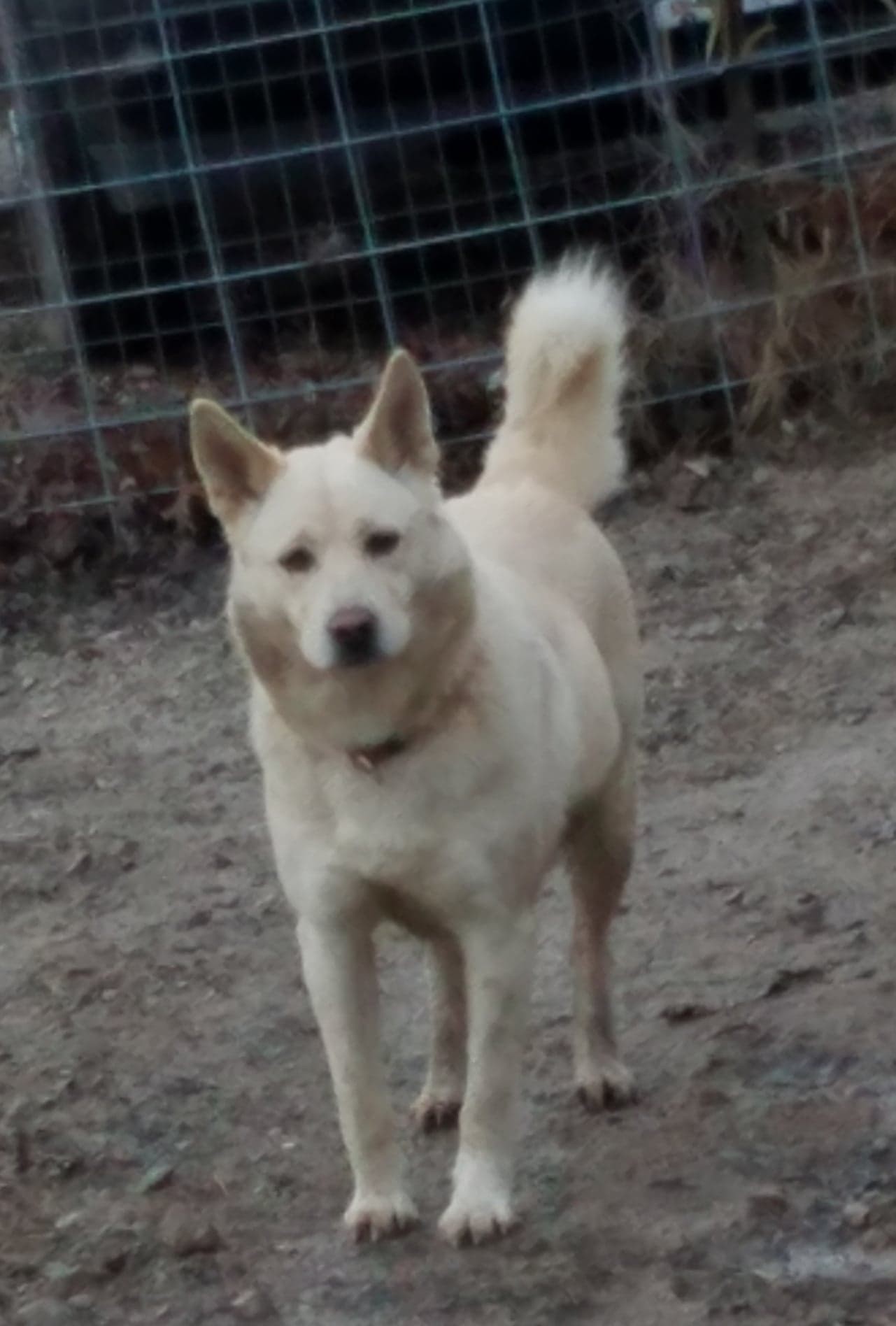 Annie, an adoptable Husky, Eskimo Dog in Jamestown, TN, 38556 | Photo Image 1