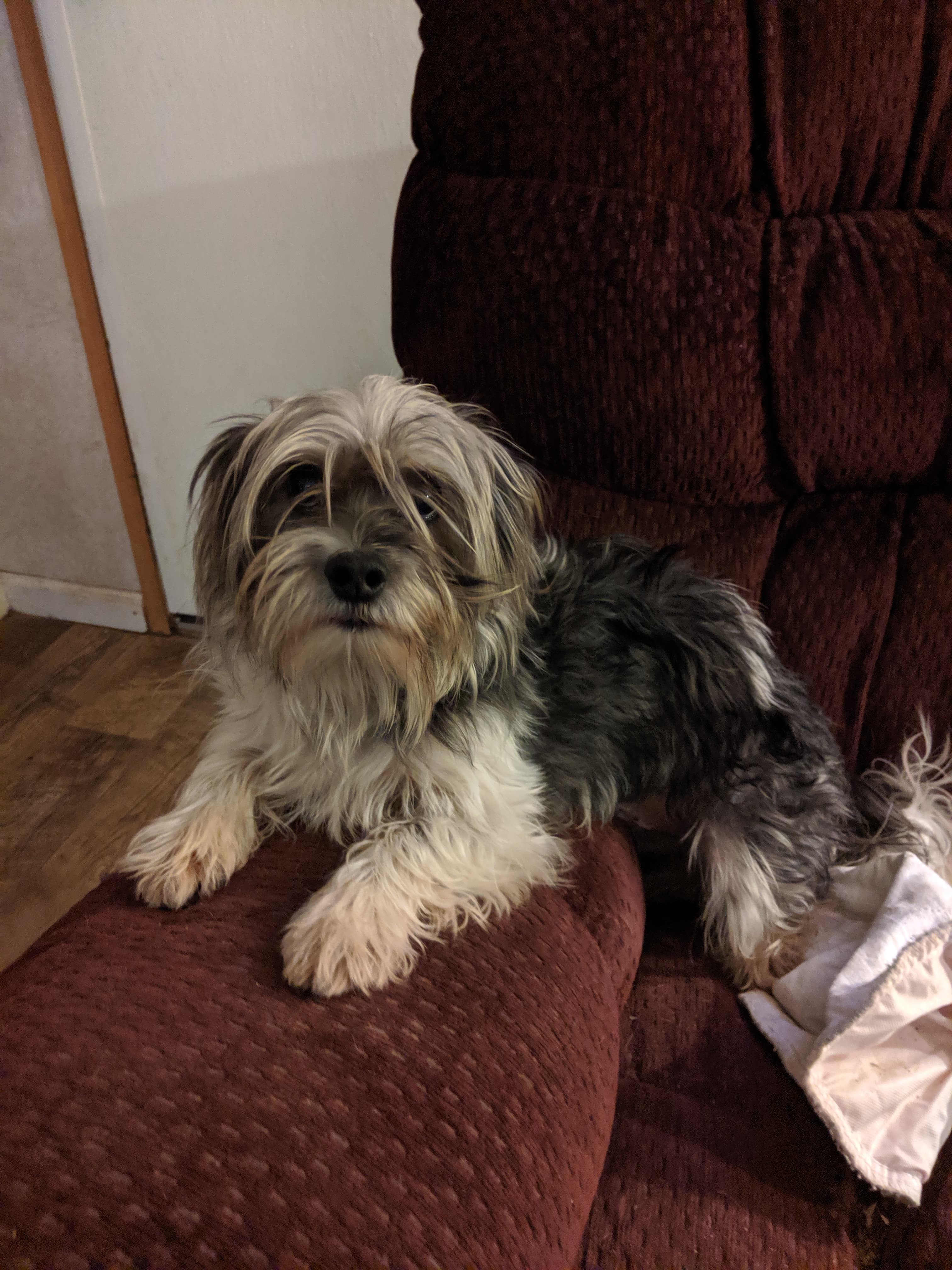 JayJay, an adoptable Yorkshire Terrier in Jamestown, TN, 38556 | Photo Image 1