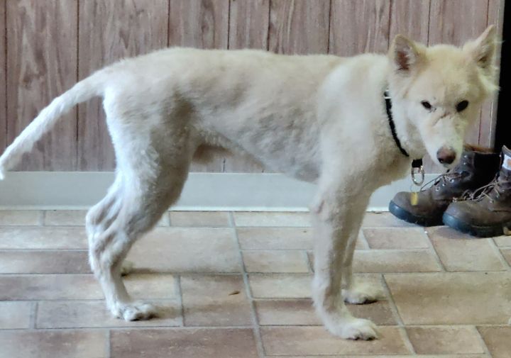 Cute Siberian Husky Shaved Except Head