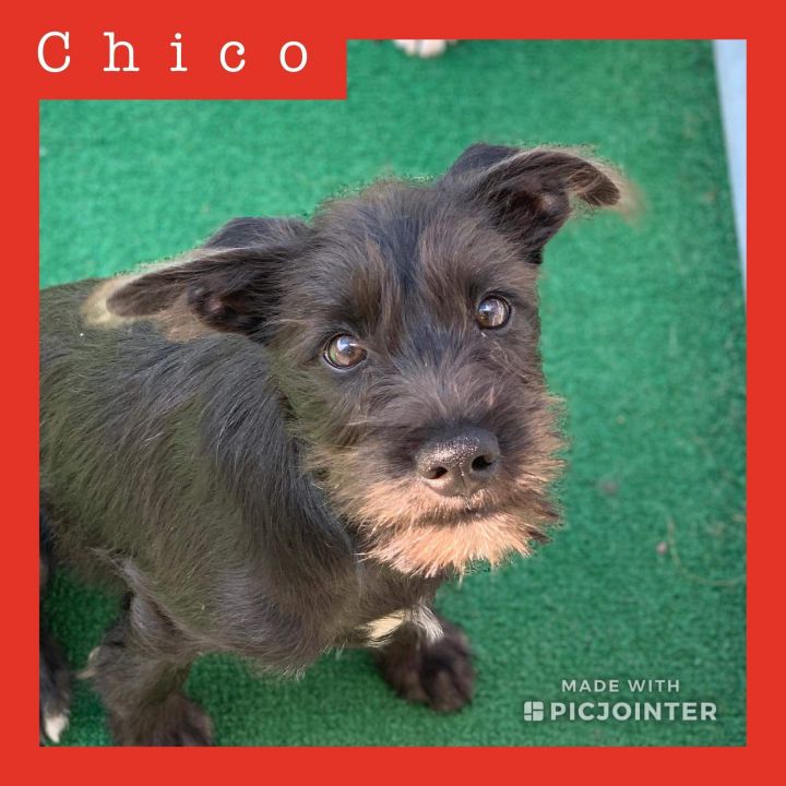 Chico 1