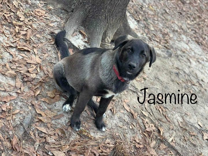 Jasmine 4