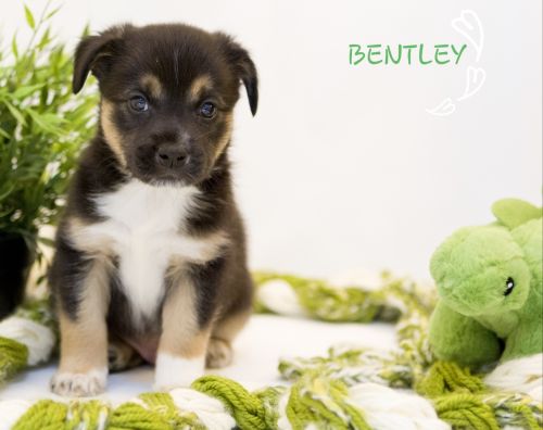 . Bentley .