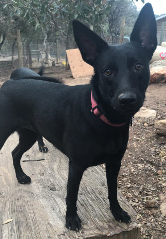 Black store kelpie puppy