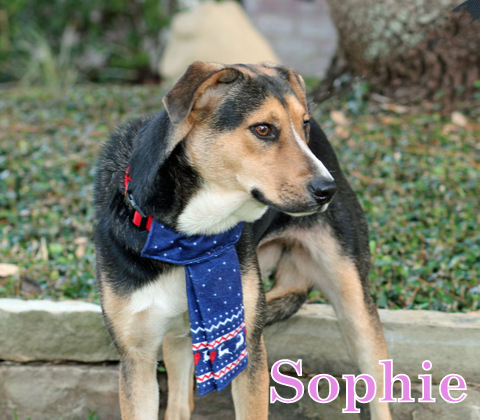 SOPHIE, an adoptable Shepherd, Hound in Humble, TX, 77396 | Photo Image 2