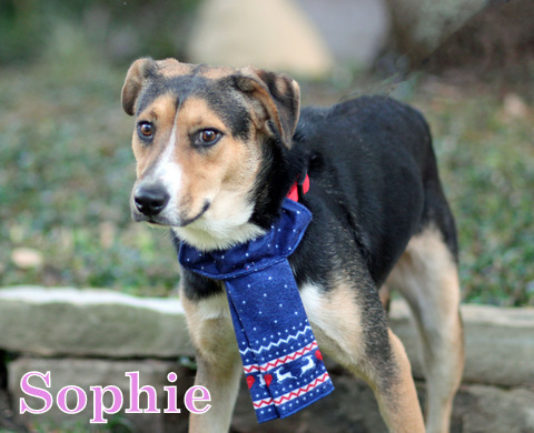 SOPHIE, an adoptable Shepherd, Hound in Humble, TX, 77396 | Photo Image 3