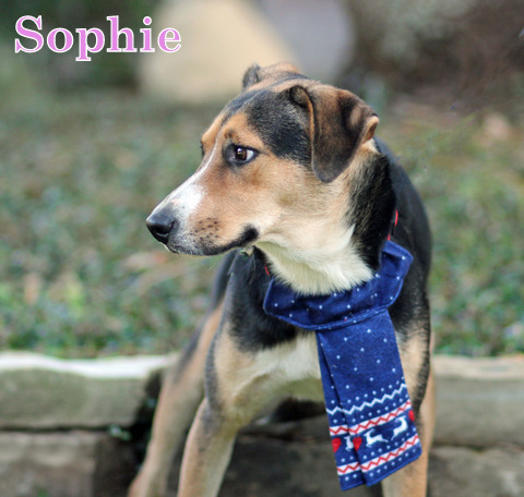 SOPHIE, an adoptable Shepherd, Hound in Humble, TX, 77396 | Photo Image 4