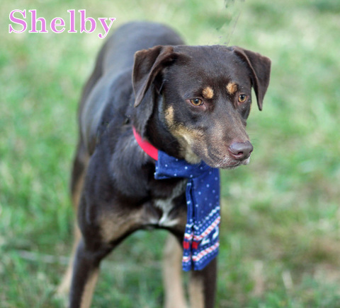 SHELBY, an adoptable Rhodesian Ridgeback, Bloodhound in Humble, TX, 77396 | Photo Image 1