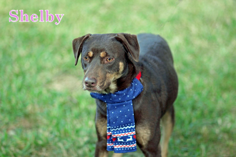 SHELBY, an adoptable Rhodesian Ridgeback, Bloodhound in Humble, TX, 77396 | Photo Image 2