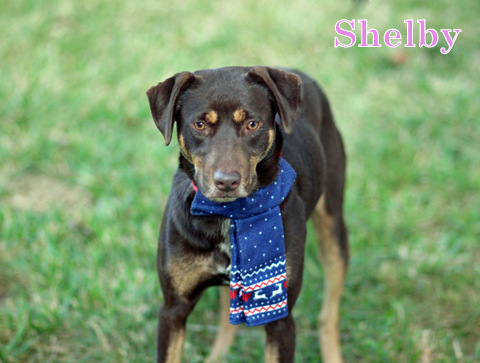 SHELBY, an adoptable Rhodesian Ridgeback, Bloodhound in Humble, TX, 77396 | Photo Image 3