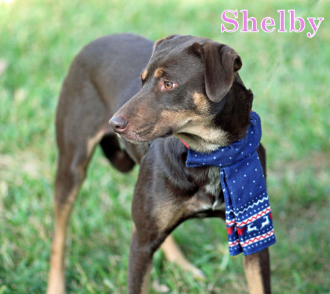 SHELBY, an adoptable Rhodesian Ridgeback, Bloodhound in Humble, TX, 77396 | Photo Image 4