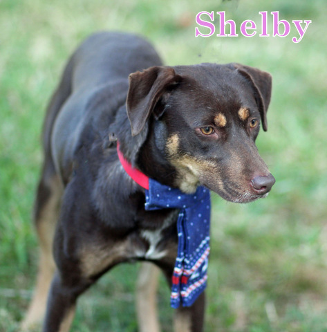 SHELBY, an adoptable Rhodesian Ridgeback, Bloodhound in Humble, TX, 77396 | Photo Image 5