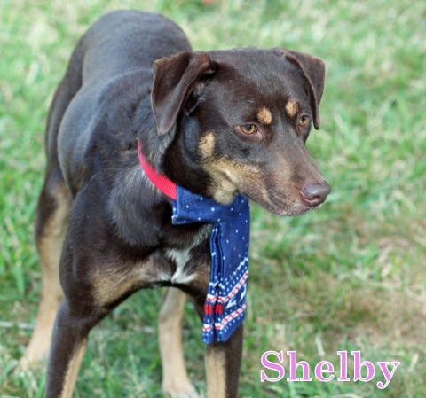 SHELBY, an adoptable Rhodesian Ridgeback, Bloodhound in Humble, TX, 77396 | Photo Image 6