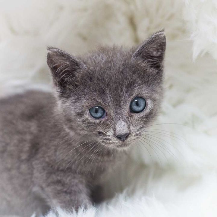 Oolong, an adopted Russian Blue & Domestic Short Hair Mix in Ponte Vedra, FL_image-1