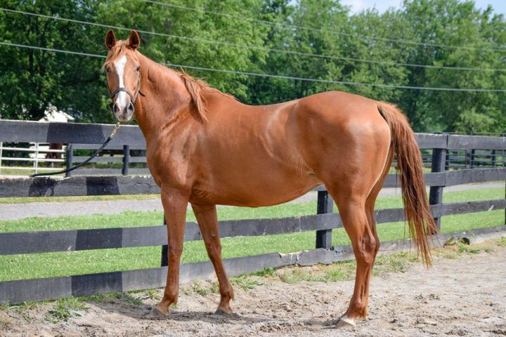 Horse For Adoption Point Endurance Sweetie A Thoroughbred In Nicholasville Ky Petfinder