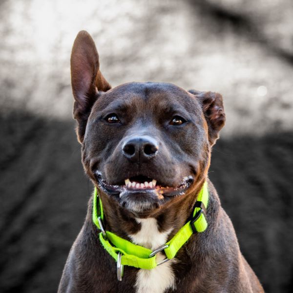 Sally, an adoptable Mixed Breed in Houston, TX, 77008 | Photo Image 1