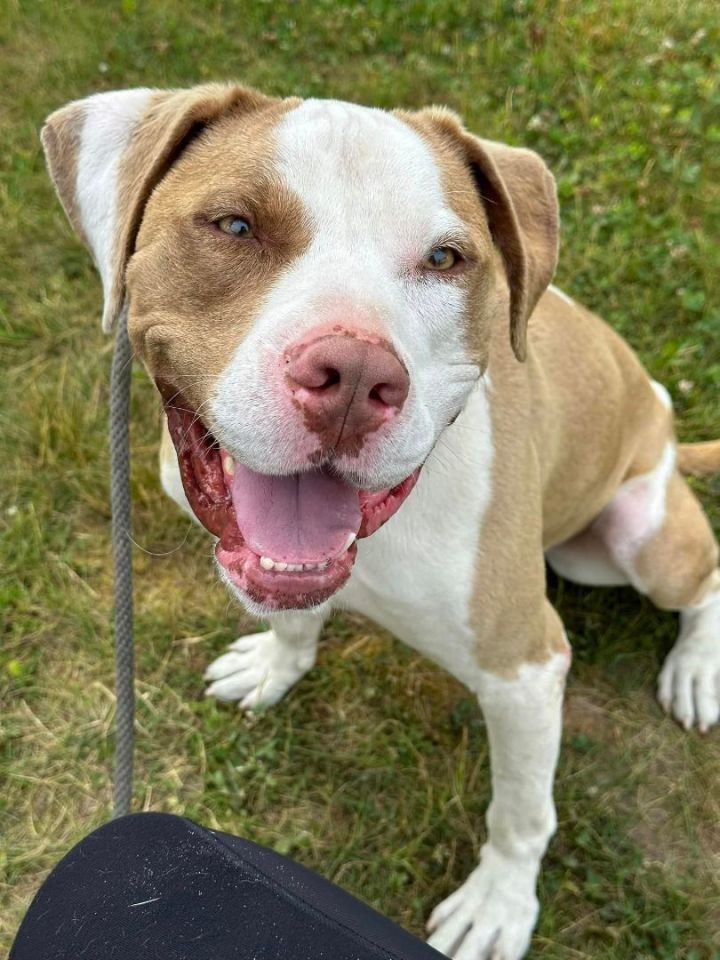 Gilbert, an adoptable Terrier Mix in Lake Odessa, MI