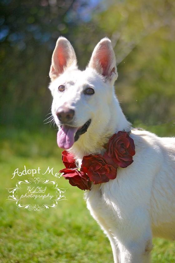 Dog For Adoption Snow White A German Shepherd Dog In Marshallville Ga Petfinder