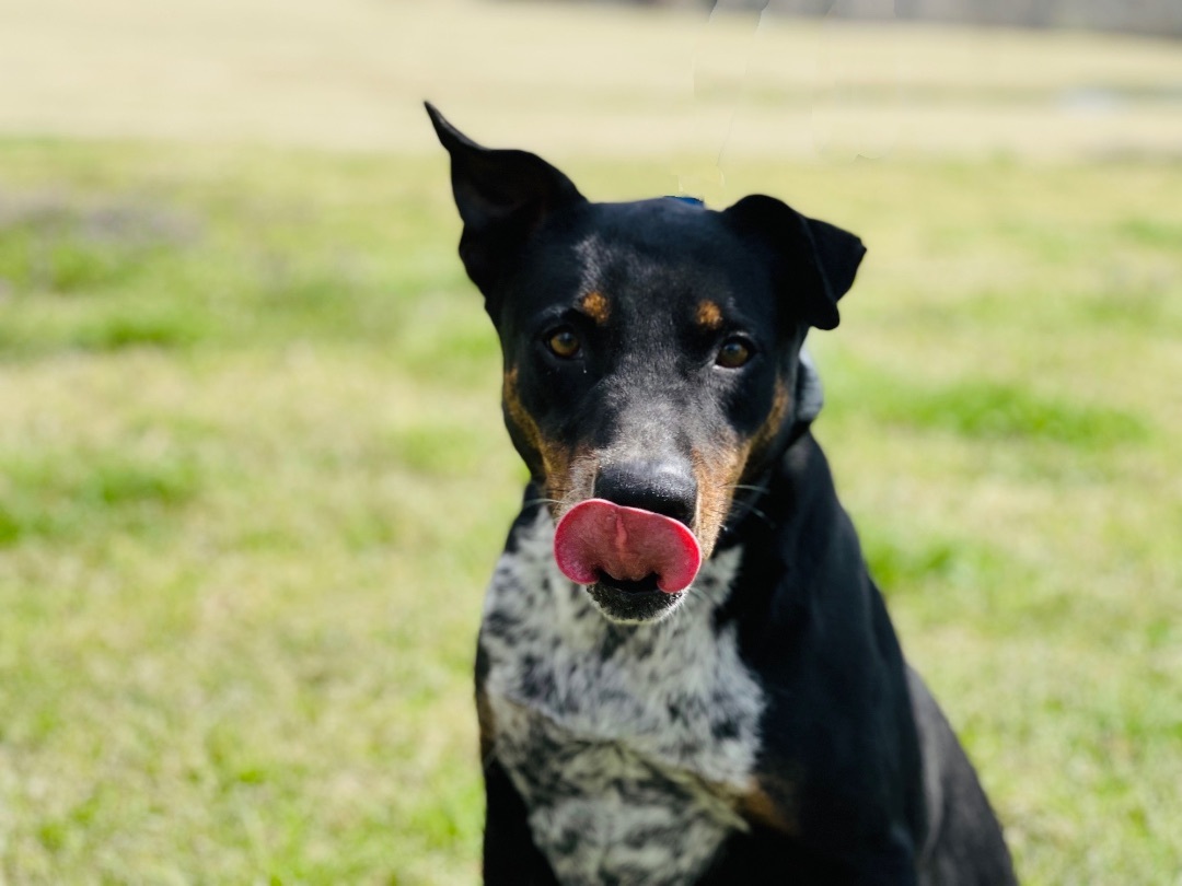 Rex  , an adoptable Australian Shepherd, Mixed Breed in Zachary, LA, 70791 | Photo Image 2