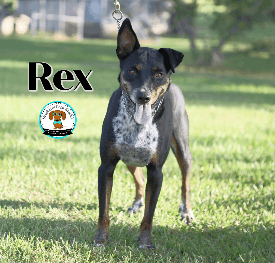 Rex  , an adoptable Australian Shepherd, Mixed Breed in Zachary, LA, 70791 | Photo Image 3