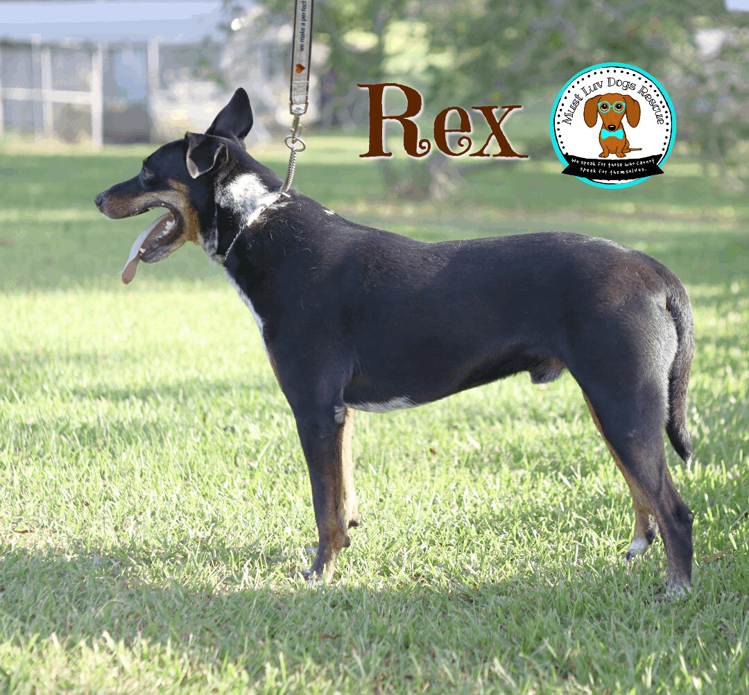 Rex  , an adoptable Australian Shepherd, Mixed Breed in Zachary, LA, 70791 | Photo Image 4