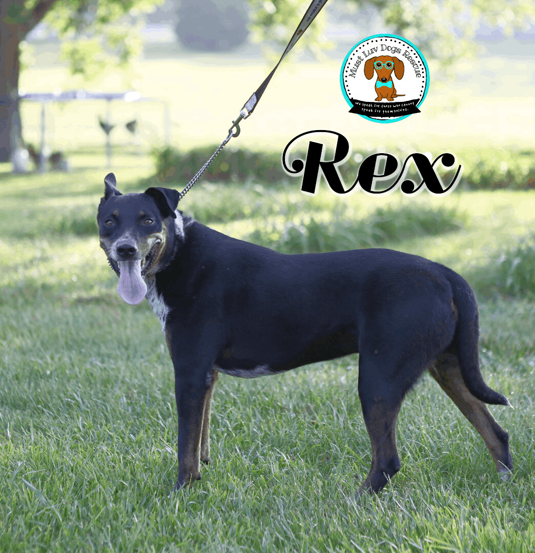 Rex  , an adoptable Australian Shepherd, Mixed Breed in Zachary, LA, 70791 | Photo Image 5