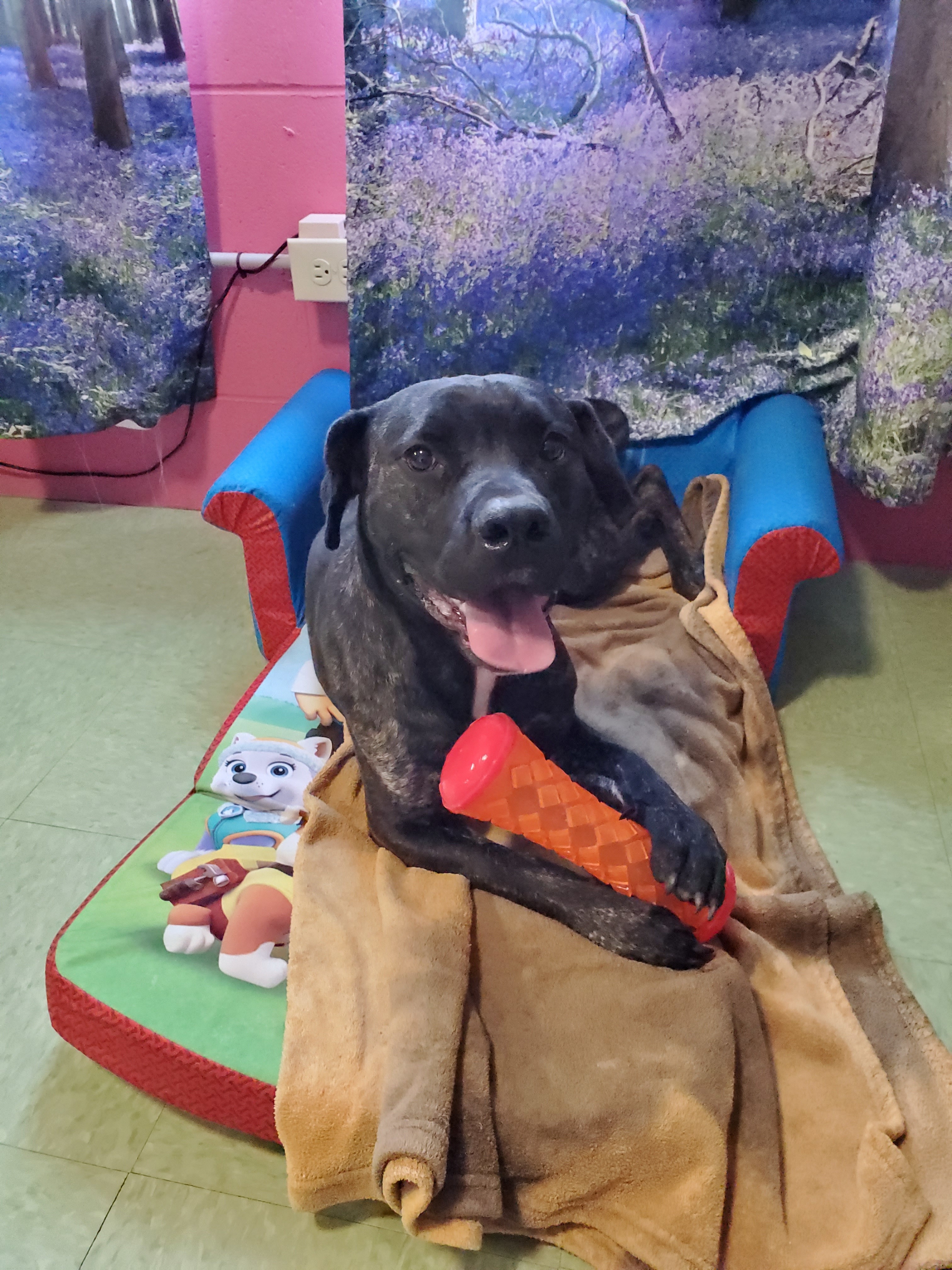 Rayna, an adoptable Cane Corso, Staffordshire Bull Terrier in New Martinsville, WV, 26155 | Photo Image 2