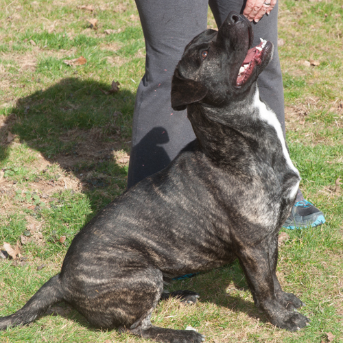 Rayna, an adoptable Cane Corso, Staffordshire Bull Terrier in New Martinsville, WV, 26155 | Photo Image 3