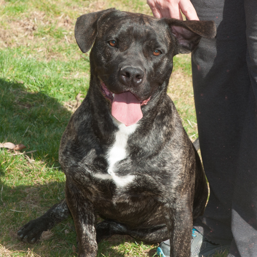 Rayna, an adoptable Cane Corso, Staffordshire Bull Terrier in New Martinsville, WV, 26155 | Photo Image 1