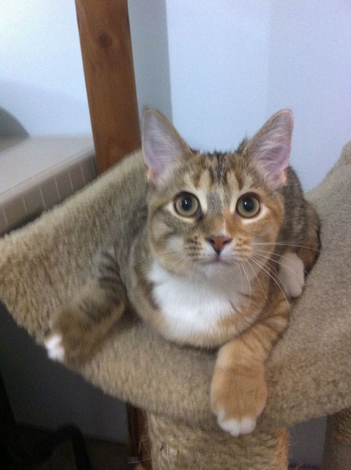 Cat For Adoption Hidari A Calico Domestic Short Hair Mix In