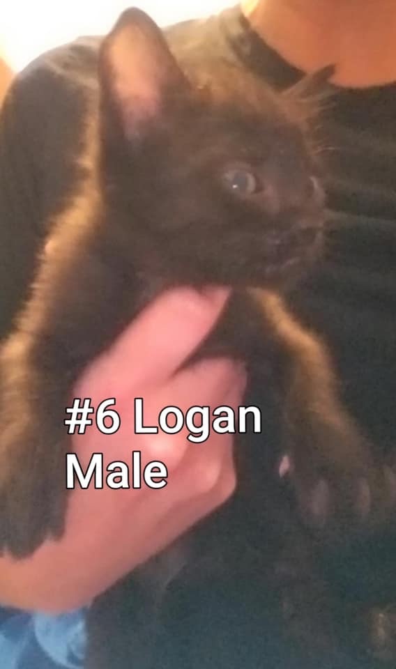 Logan detail page