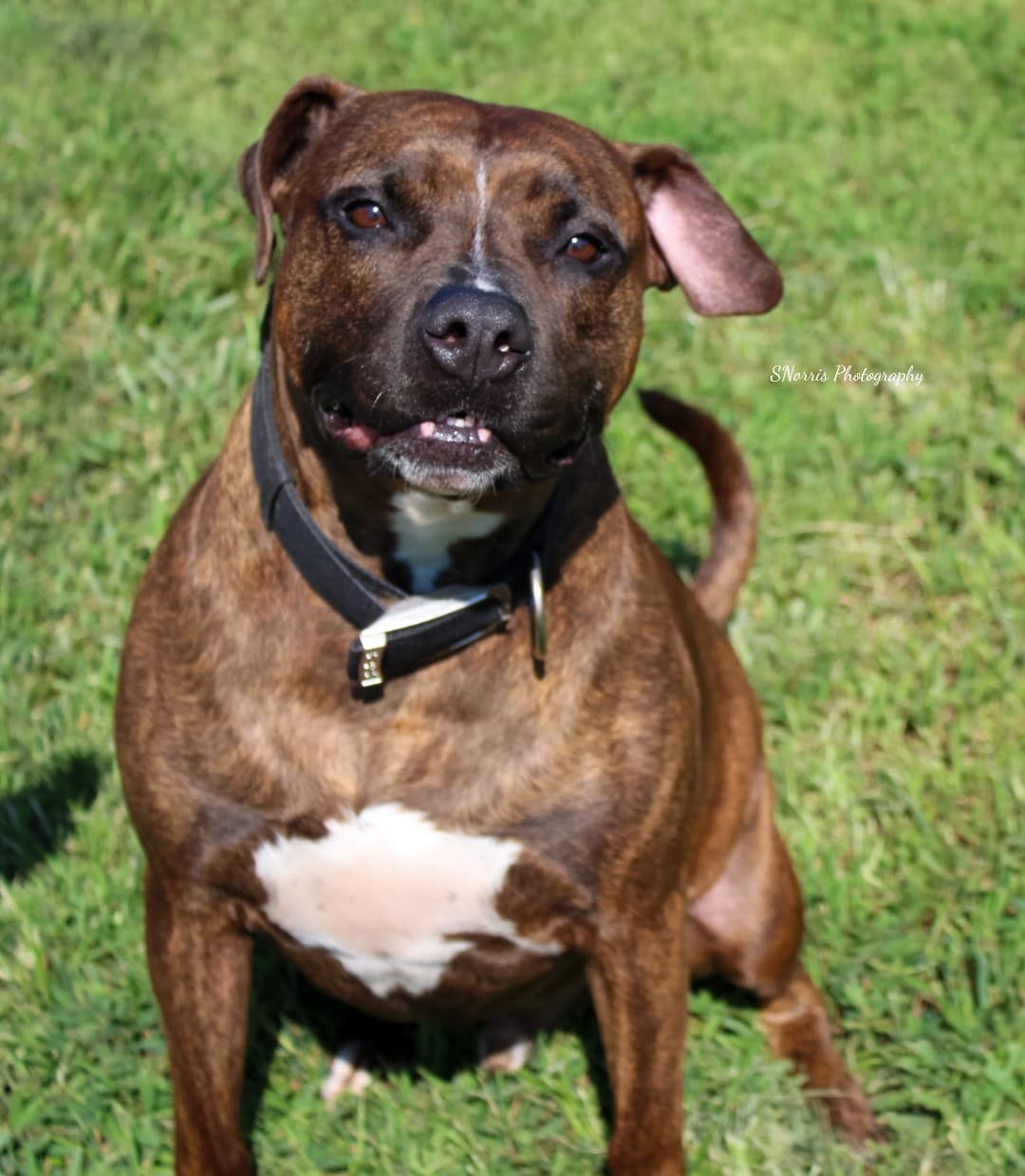 Hoss, an adoptable Pit Bull Terrier in Salem, MO, 65560 | Photo Image 1