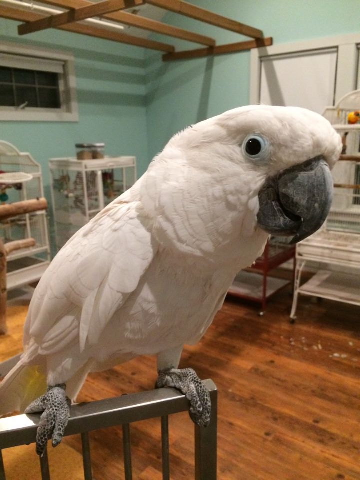 Casper, an adopted Cockatoo in North Babylon, NY_image-1