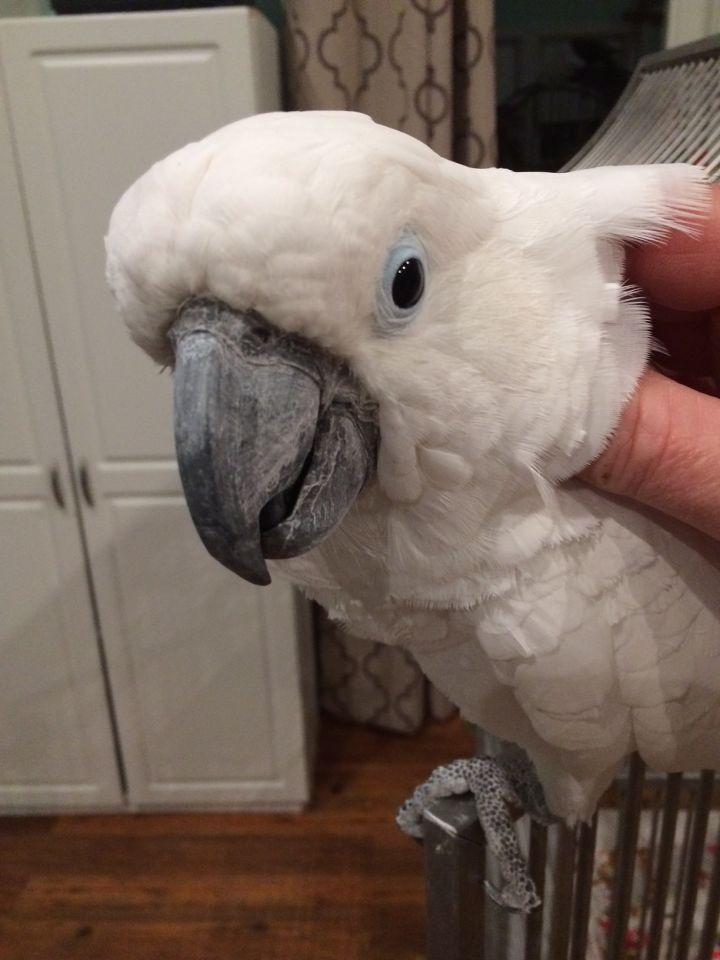 Casper, an adopted Cockatoo in North Babylon, NY_image-2