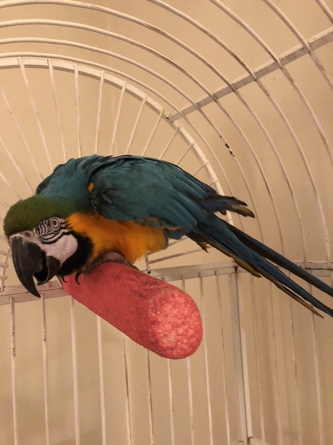 Felix, an adopted Macaw in North Babylon, NY_image-1
