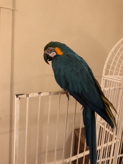Felix, an adopted Macaw in North Babylon, NY_image-5