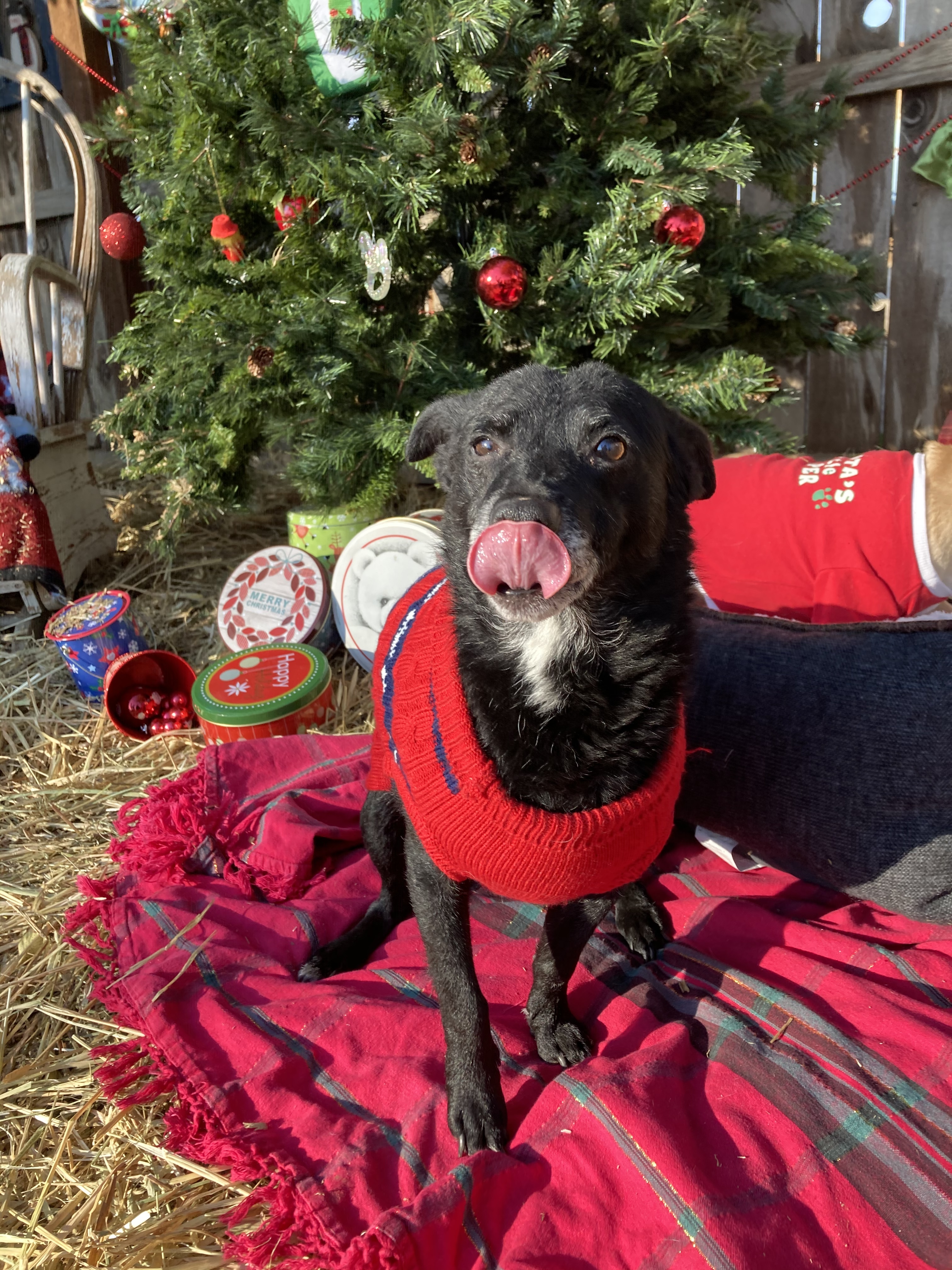 Hobo Hoagie, an adoptable Terrier in Bakersfield, CA, 93301 | Photo Image 4