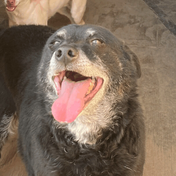 Hobo Hoagie, an adoptable Terrier in Bakersfield, CA, 93301 | Photo Image 1