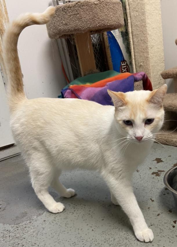 Butterscotch Pudding, an adoptable Siamese, Domestic Short Hair in Sandy, UT, 84070 | Photo Image 1