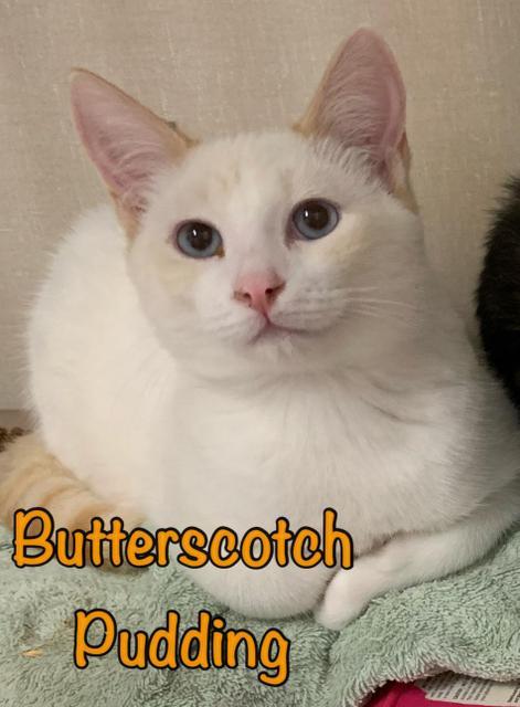 Butterscotch Pudding, an adoptable Siamese, Domestic Short Hair in Sandy, UT, 84070 | Photo Image 2