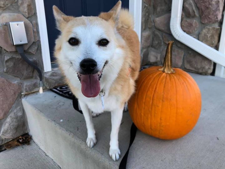 Dog For Adoption Yuriko A Shiba Inu In Manassas Va