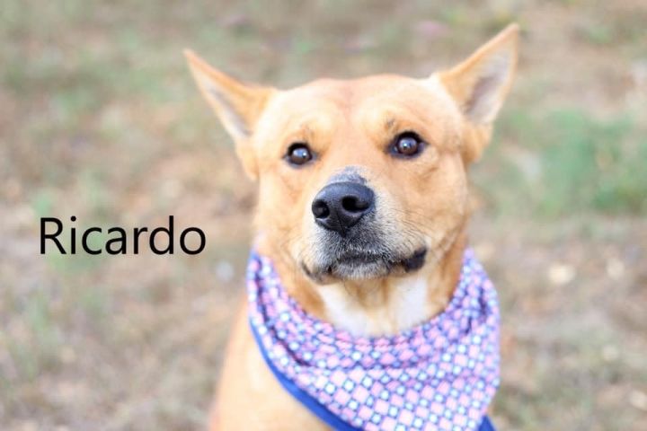 Dog For Adoption Ricardo A Shiba Inu Cattle Dog Mix In