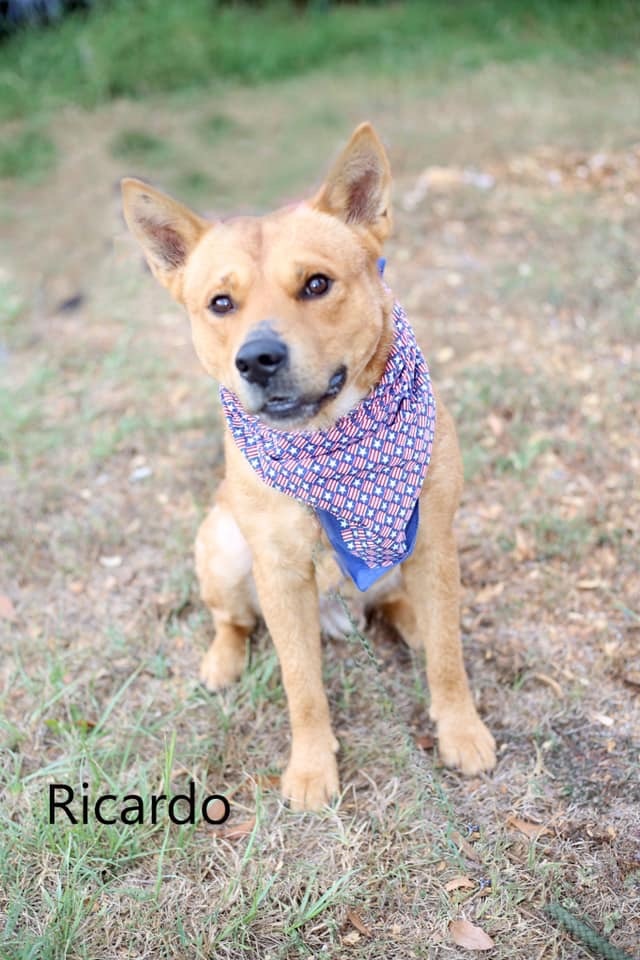 Dog For Adoption Ricardo A Shiba Inu Cattle Dog Mix In