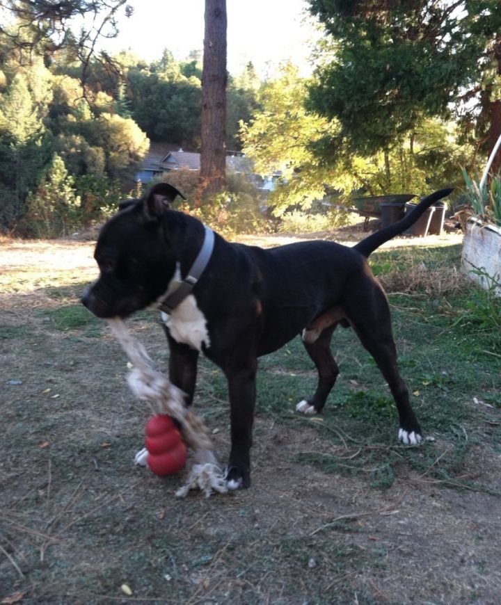 American staffordshire store terrier beagle mix