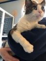 . Edward (FIV+) .