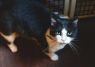 . Edward (FIV+) .