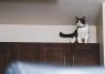 . Edward (FIV+) .