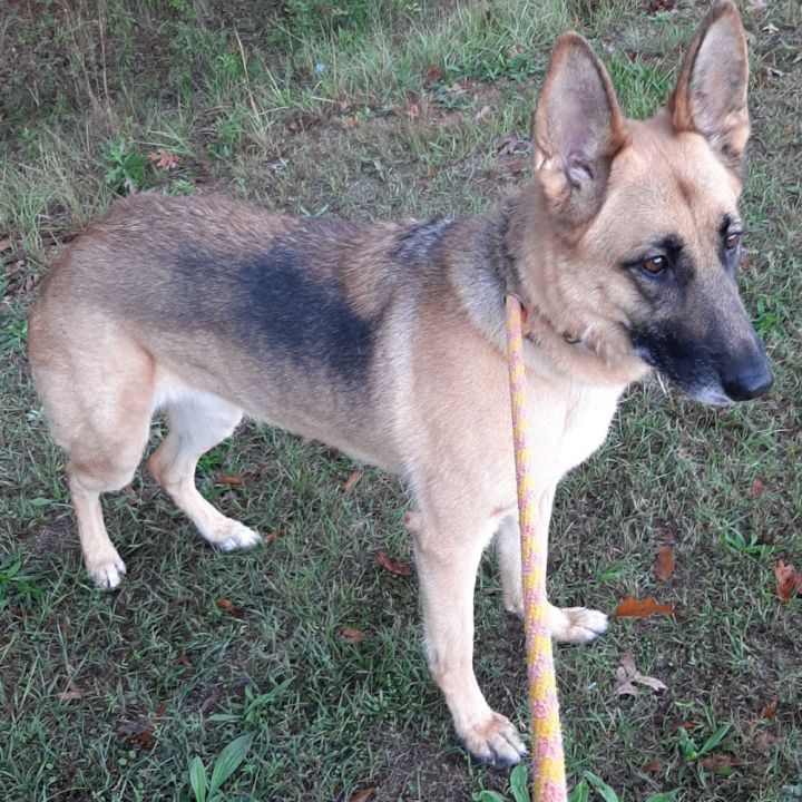 dog-for-adoption-izzy-a-german-shepherd-dog-in-colbert-ga-petfinder