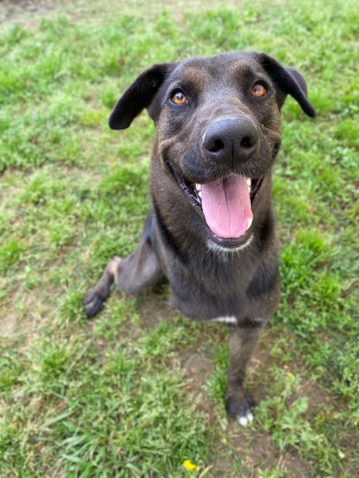 Dog For Adoption Trio A Labrador Retriever Mix In Memphis Tn Petfinder