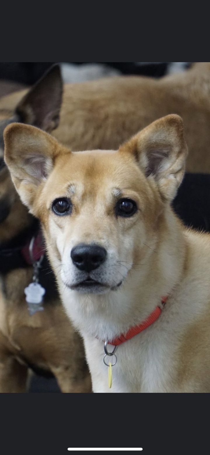 Dog For Adoption Rocky A Shiba Inu Mix In Toronto On